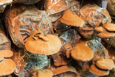 Reishi mantar