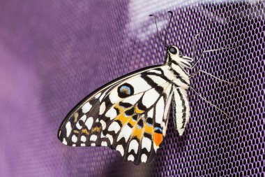 Kireç kelebek (Papilio demoleus malayanus)