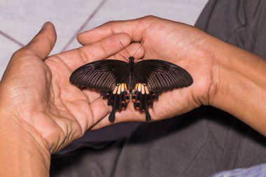 kadın ortak mormon (papilio polytes romulus) kelebek