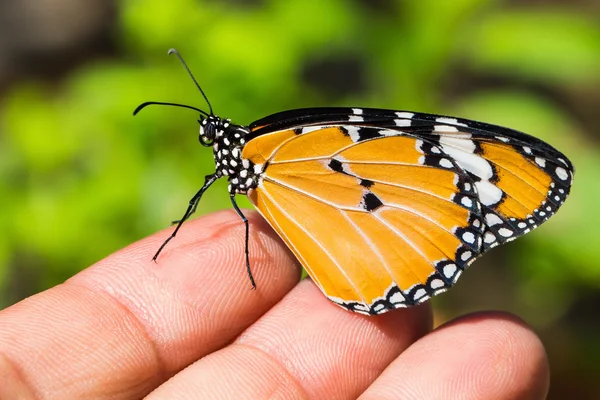 De vlinder vlakte tijger (Danaos Chrysippos Chrysippos) — Stockfoto