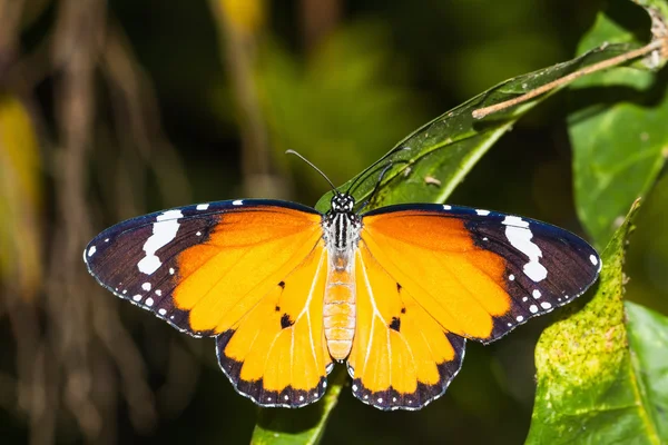Düz kaplan (danaus chrysippus chrysippus) kelebek — Stok fotoğraf