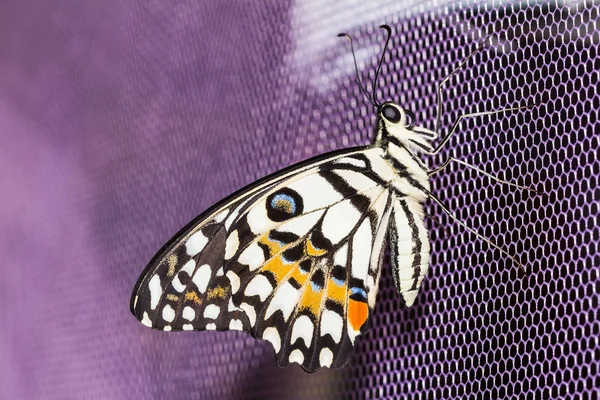 Mariposa de cal (Papilio demoleus malayanus ) — Foto de Stock