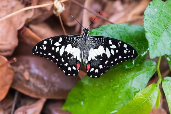 Летучая мышь (Papilio demoleus malayanus) ) — стоковое фото