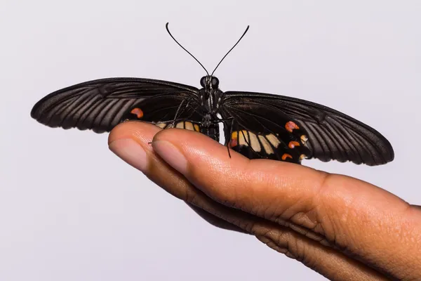 Weiblicher Mormonenfalter (Papilio polytes romulus) — Stockfoto