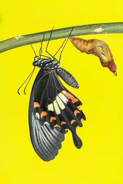 Společné mormon (papilio polytes romulus) motýl — Stock fotografie