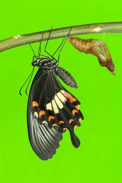 Gemeenschappelijke mormon (papilio polytes romulus) vlinder — Stockfoto