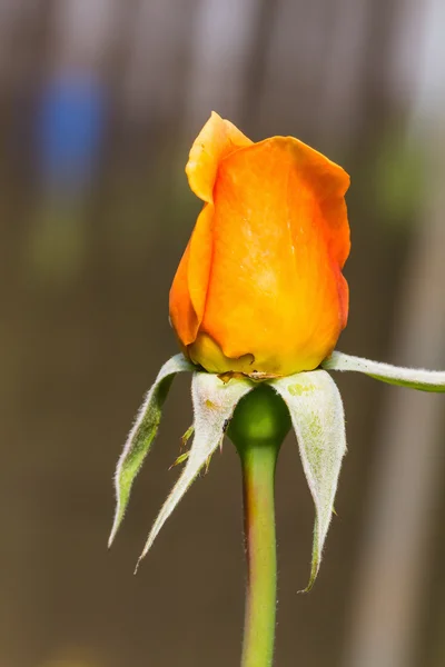 Flor de rosa — Foto de Stock