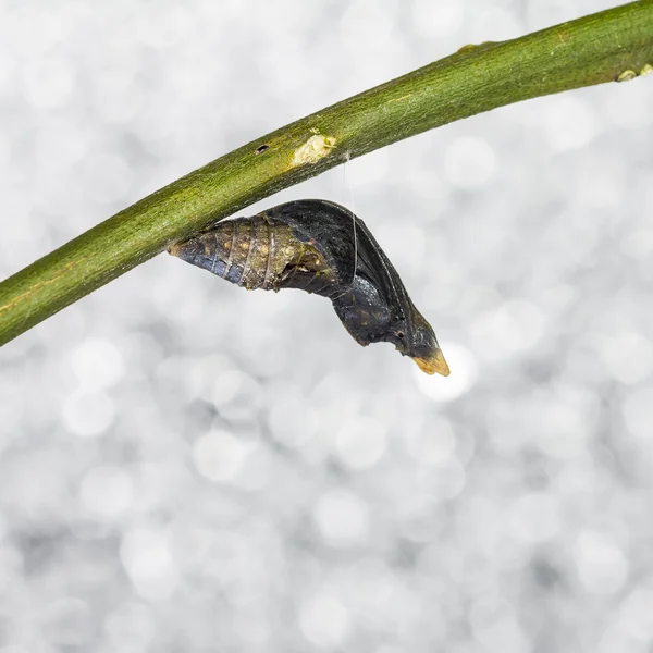 Pupa of common mormon (Papilio polytes romulus) butterfly — Stock Photo, Image