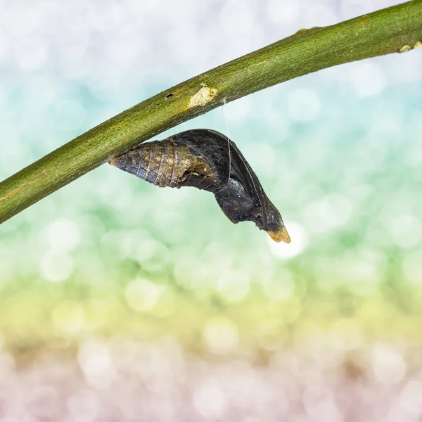 Puppa av gemensamma mormon (papilio polytes romulus) fjäril — Stockfoto
