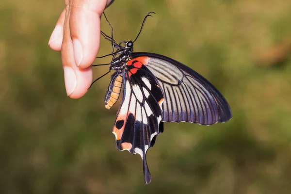 Wielki Motyl Mormona (papilio Memnona agenor) — Zdjęcie stockowe