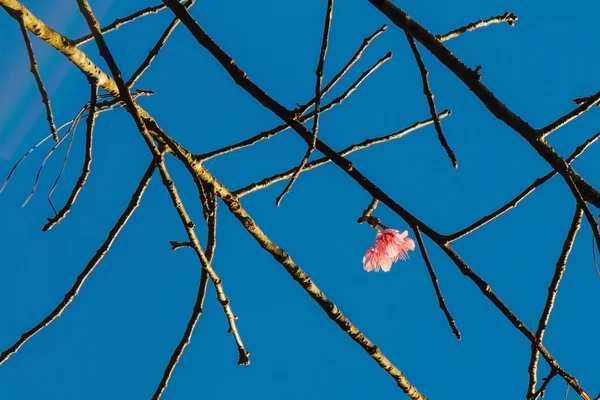 Vilda himalayan körsbär (prunus cerasoides) blomma — Stockfoto