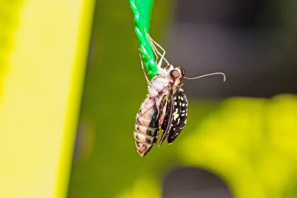 Бабочка Tailed Jay (Graphium agamemnon agamemnon) — стоковое фото