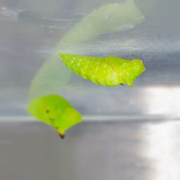 Pupa de cauda Jay (Graphium agamemnon agamemnon) borboleta — Fotografia de Stock