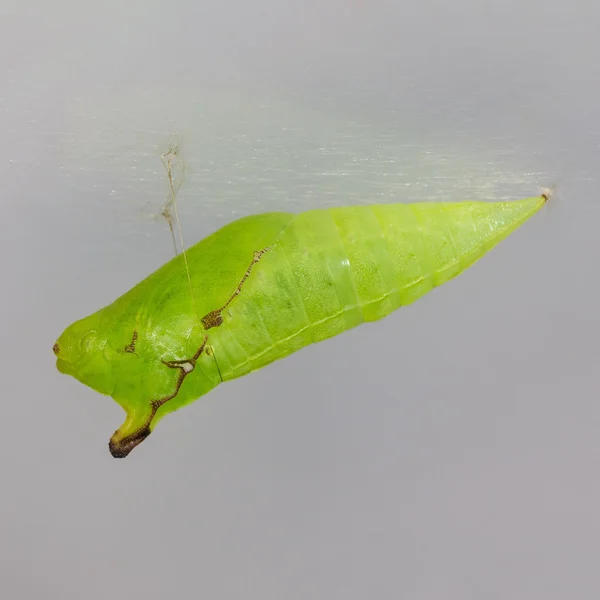 尾のジェイの蛹 (graphium アガメンノン アガメンノン） 蝶 — ストック写真