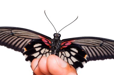 büyük mormon (papilio memnon agenor) kelebek