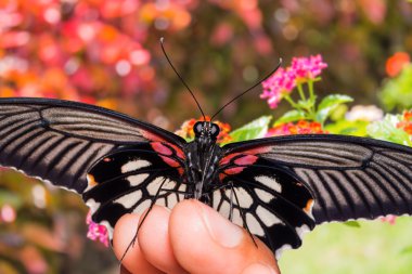 büyük mormon (papilio memnon agenor) kelebek