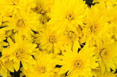 Sarı kasımpatı çiçekleri