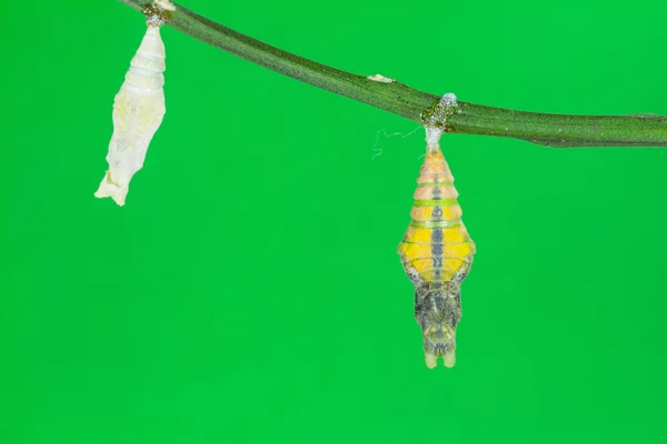 Пупа Большой Мормонской (Papilio memnon) бабочки — стоковое фото