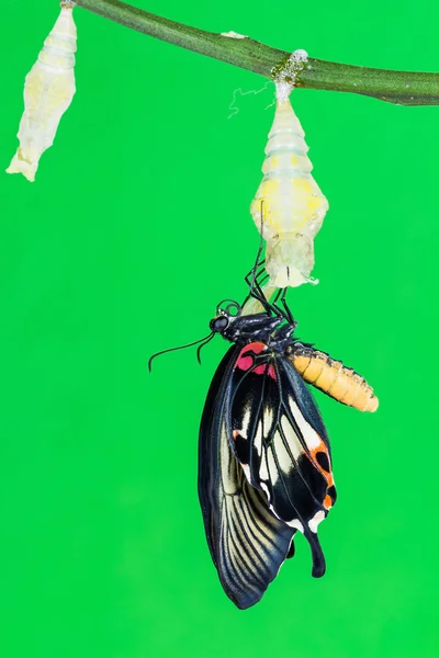 Большой мормон (Papilio memnon agenor) бабочка — стоковое фото