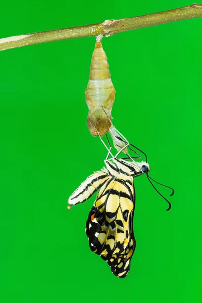 Lime butterfly (Papilio demoleus malayanus) — Stock Photo, Image