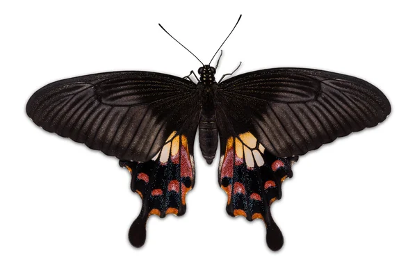 Weiblicher Mormonenfalter (Papilio polytes romulus) — Stockfoto