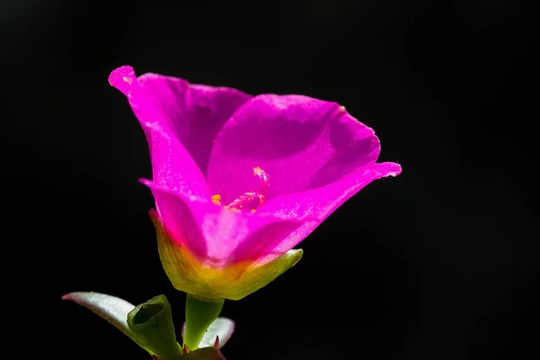 Wspólne Portulaka kwiat — Zdjęcie stockowe