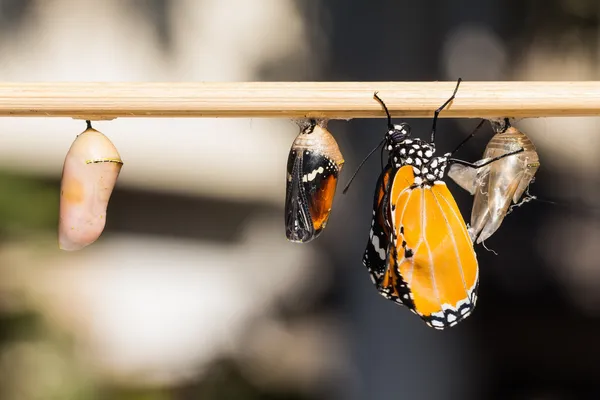 O Tigre-da-planície (Danaus chrysippus chrysippus) borboleta — Fotografia de Stock