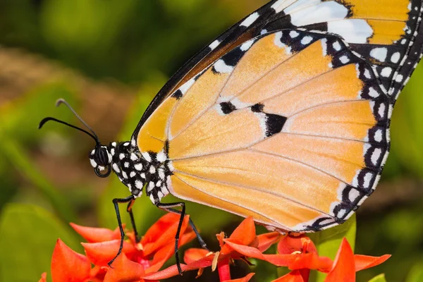 O Tigre-da-planície (Danaus chrysippus chrysippus) borboleta — Fotografia de Stock