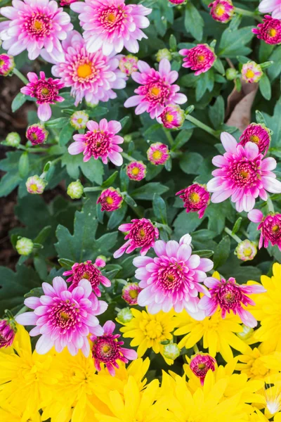 Chrysanthemums flowers — Stock Photo, Image