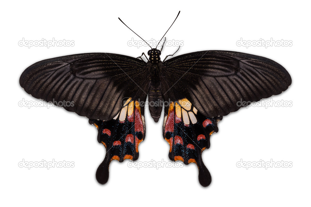Female Common Mormon (Papilio polytes romulus) butterfly
