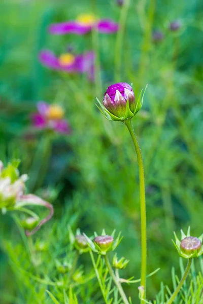 Garden cosmos or Mexican aster bud — Stock Photo, Image