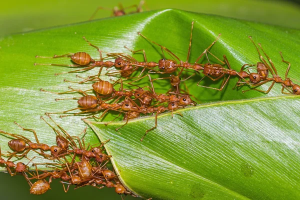 Formigas vermelhas trabalho em equipe — Fotografia de Stock