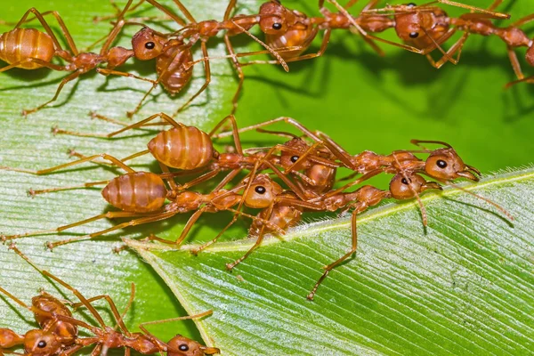 Red ants team work — Stock Photo, Image