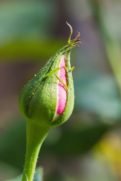 Růže bud — Stock fotografie