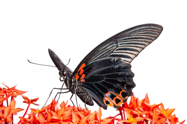 Gran Mormón (Papilio memnon agenor) mariposa — Foto de Stock