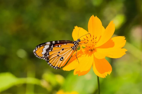 A borboleta de tigre simples — Fotografia de Stock