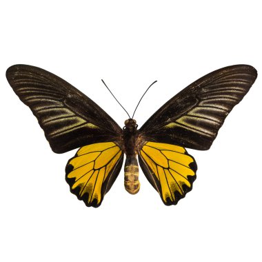 erkek golden birdwing kelebek