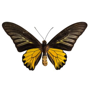 Male golden birdwing butterfly clipart