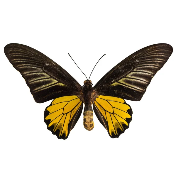 Motyl mężczyzna złoty birdwing — Zdjęcie stockowe