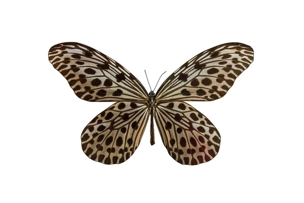 Le papillon de la nymphe des arbres — Photo