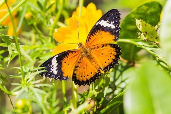 Leopardo Mariposa lactante —  Fotos de Stock