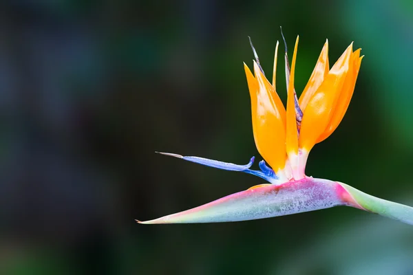 Pássaro do paraíso flor — Fotografia de Stock