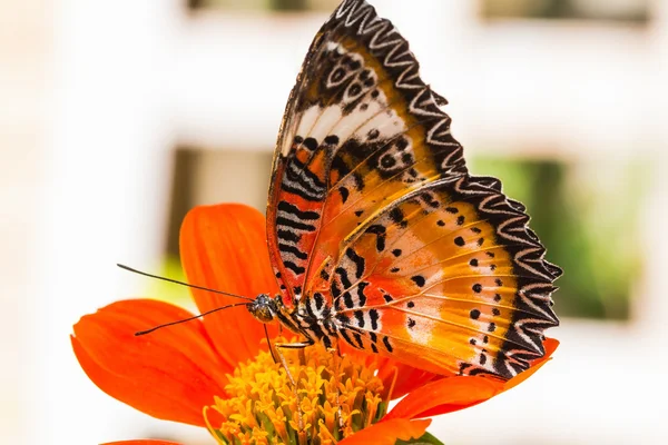 Macho leopardo lacewing mariposa — Foto de Stock