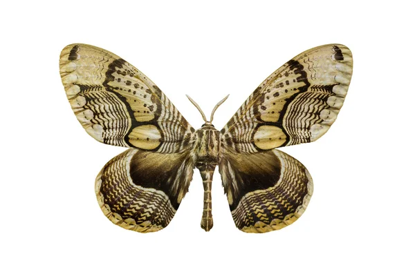 Tiger moth brahm karşı karşıya.