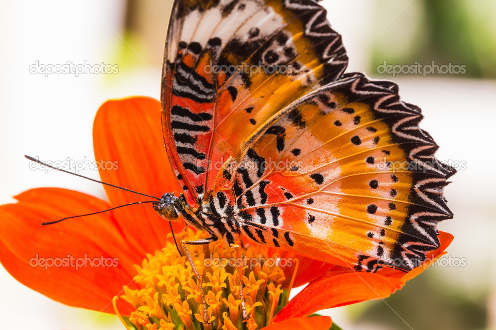 Male leopard lacewing butterfly