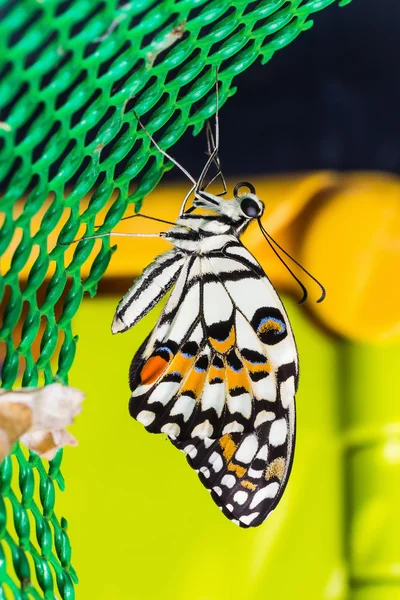 Lime butterfly — Stock Photo, Image