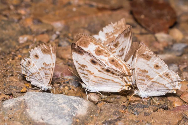 Marmorerad karta fjärilar — Stockfoto