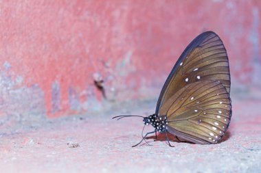 uzun markalı Mavi karga kelebek