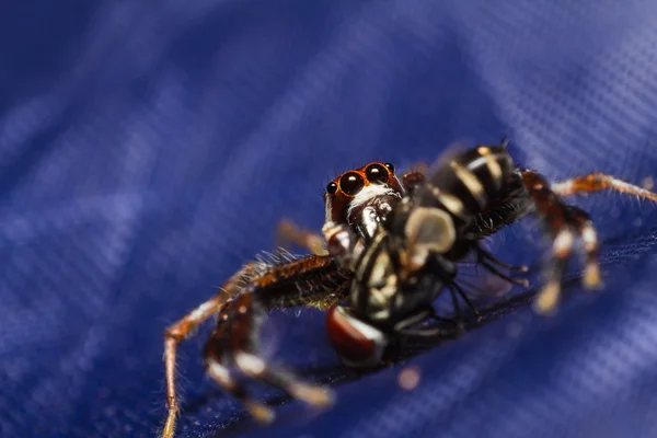 Jumping spider — Fotografie, imagine de stoc