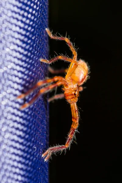 Örümcek atlama — Stok fotoğraf